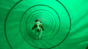 Belle in the tunnel